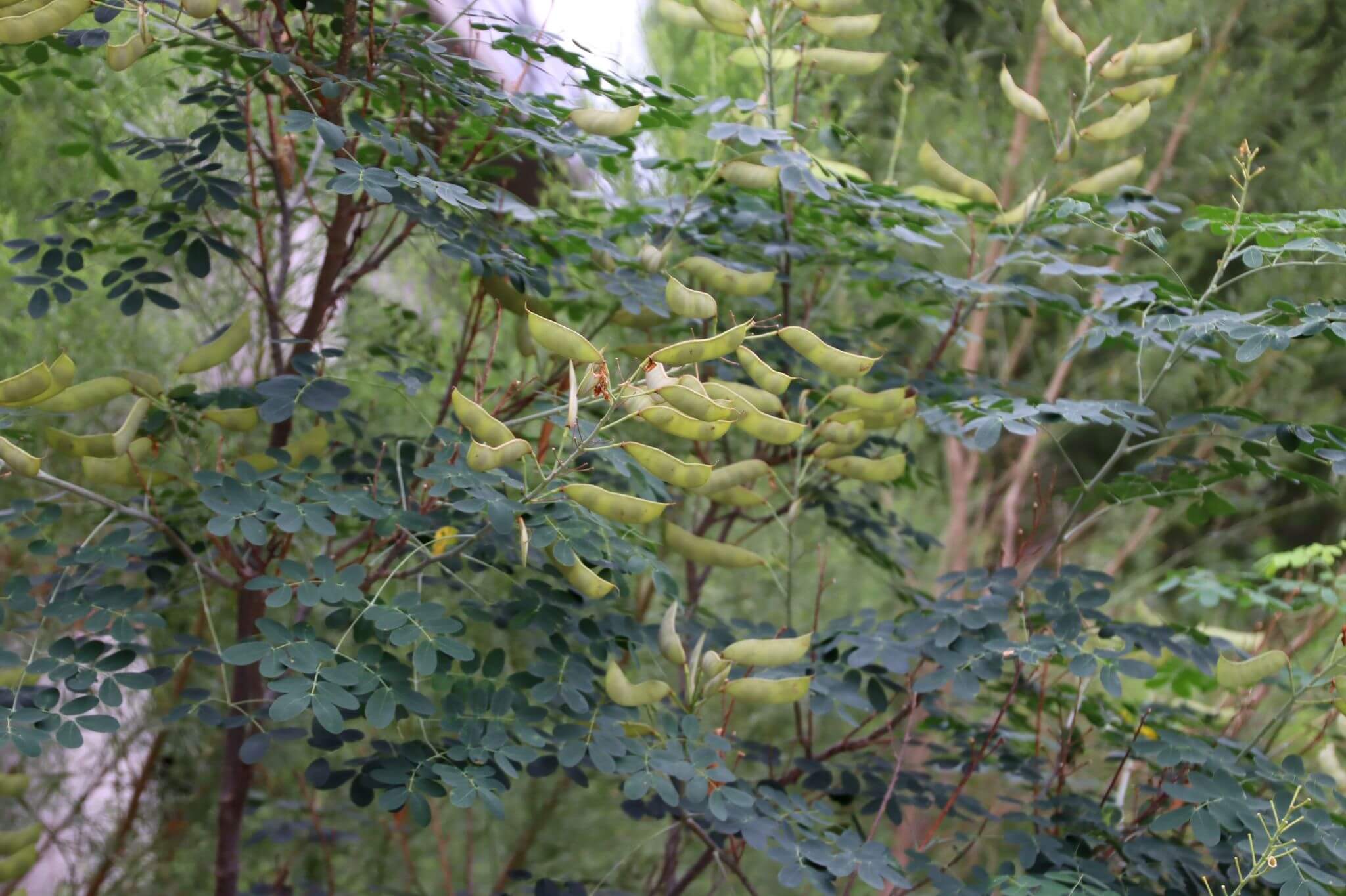 Caesalpinia mexicana